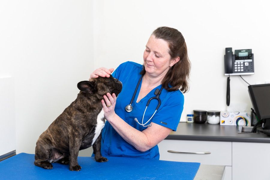 Hilton Vet Centre Accell Animal Therapy